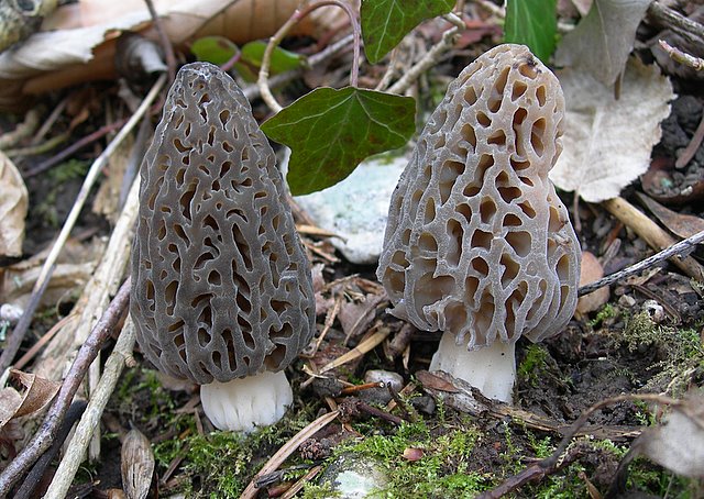 Il Tempo delle Morchelle